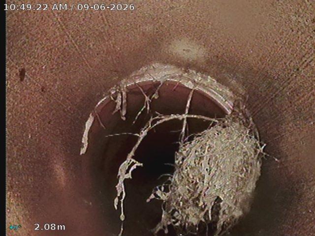 Tree roots growing in through a pipe joint, seen on our CCTV camera two metres down a sewer line